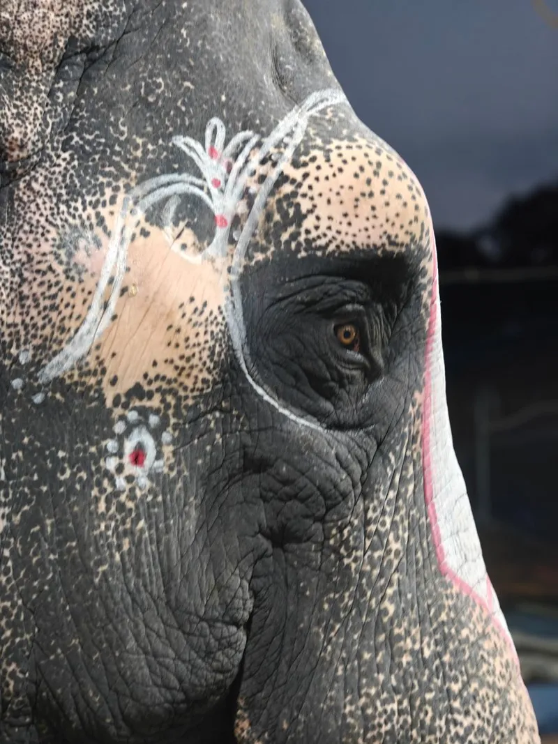 Sacred geometry painted on the forehead of a temple elephant — each mark a ritual act of consecration